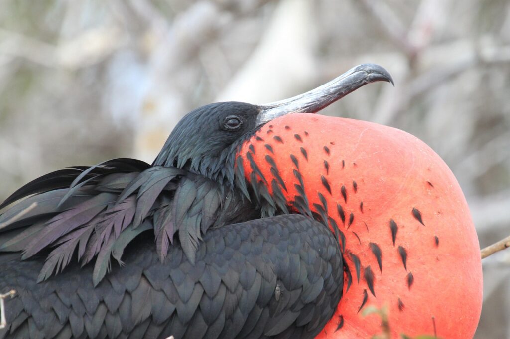 Top 10 Außergewöhnliche Reiseziele für 2025 Weltweit 🌍 4 Galapagos-Inseln Außergewöhnliche Reiseziele Weltweit